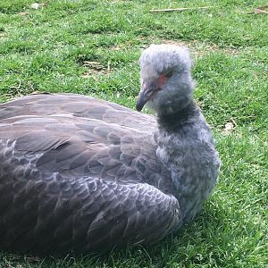 Southern Screamer (Chauna torquata)