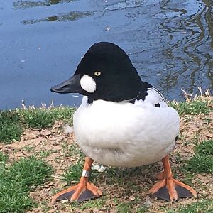 Common Goldeneye (Bucephala clangula)