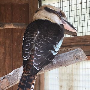 Laughing Kookaburra (Dacelo novaeguineae)