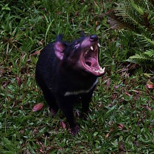 Tasmanian Devil (Sarcophilus harrisii)