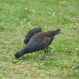 Wild Eurasian common moorhens (common moorhen (Gallinula chloropus) chloropus), 2022-08-28
