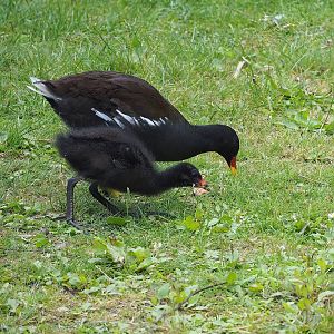 Wild Eurasian common moorhens (common moorhen (Gallinula chloropus) chloropus), 2022-08-28