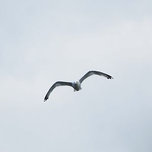 Wild European herring gull (Larus argentatus) in flight, 2022-08-28