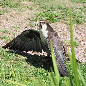 Second bird show - Laggar falcon (Falco jugger), 2022-08-28