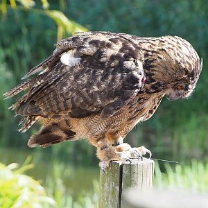 Second bird show - European eagle owl (Bubo bubo bubo), 2022-08-28