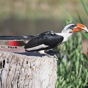 Second bird show - Von der Decken's hornbill (Tockus deckeni), 2022-08-28