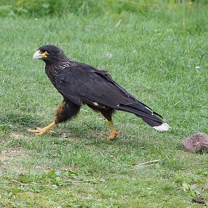 Second bird show - Striated caracara (Phalcoboenus australis), 2022-08-28