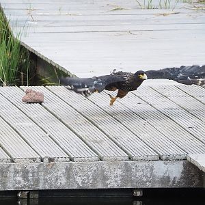 Second bird show - Striated caracara (Phalcoboenus australis), 2022-08-28
