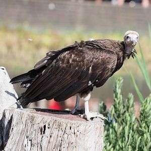 Second bird show - Hooded vulture (Necrosyrtes monachus), 2022-08-28