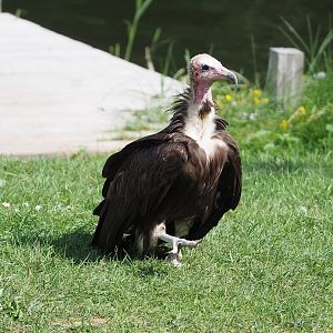 Second bird show - Hooded vulture (Necrosyrtes monachus), 2022-08-28