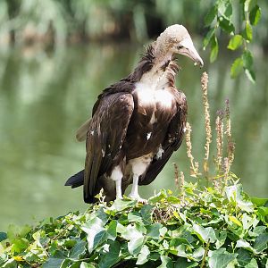 Second bird show - Hooded vulture (Necrosyrtes monachus), 2022-08-28