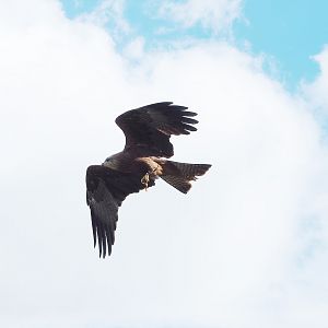 Second bird show - Common black kite (Milvus migrans migrans) in flight, 2022-08-28