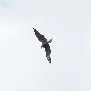 Second bird show - Common black kite (Milvus migrans migrans) in flight, 2022-08-28