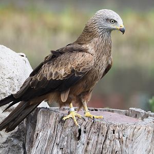 Second bird show - Common black kite (Milvus migrans migrans), 2022-08-28