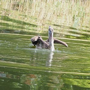 Second bird show - Juvenile Eastern brown pelican (Pelecanus occidentalis carolinensis), 2022-08-28