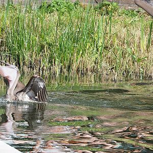 Second bird show - Juvenile Eastern brown pelicans (Pelecanus occidentalis carolinensis), 2022-08-28