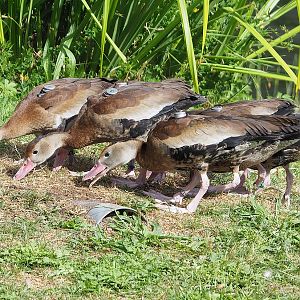 Second bird show -  Black-bellied whistling ducks (Dendrocygna autumnalis), 2022-08-28