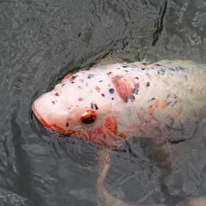 Koi (Cyprinus rubrofuscus), 2022-08-28