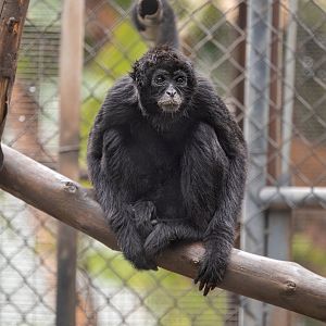 Brown Headed Spider Monkey