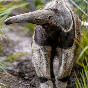 Giant Anteater