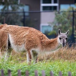Guanaco