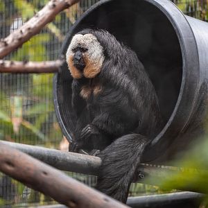 White Faced Saki
