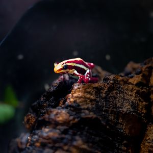 Phantasmal Poison Frog