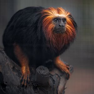 Golden Headed Lion Tamarin