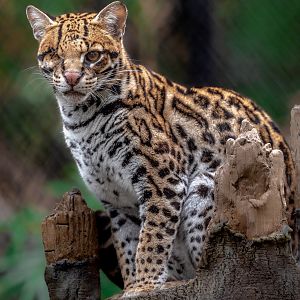Brazilian Ocelot