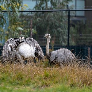 Greater Rhea