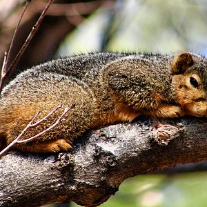 Mar. 2023 - Fox Squirrel