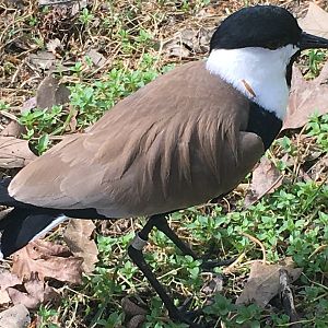 Spur-Winged Lapwing (Vanellus spinosus)