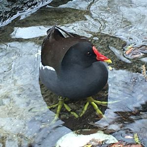 Common Moorhen (Gallinula chloropus)