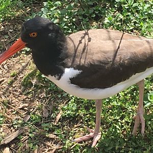 American Oystercatcher (Haematopus palliatus)