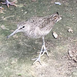 Willet (Tringa semipalmata)