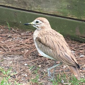 Senegal Thick-Knee (Burhinus senegalensis)