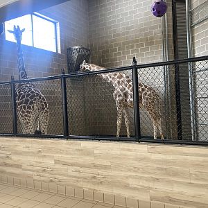 Giraffe Indoor Exhibit