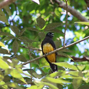 Black Headed Trogon