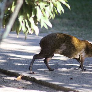 Central American Agouti