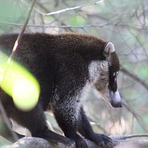 White Nosed Coatimundi