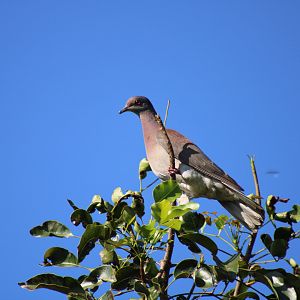 Pale Vented Pigeon