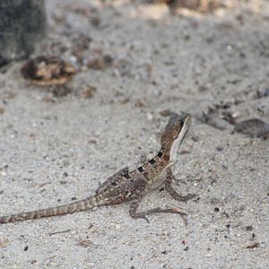 Juvenile Brown Basilisk