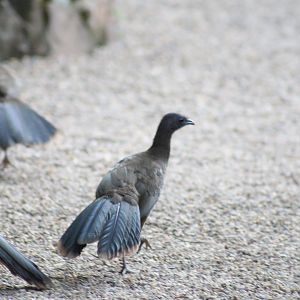 Plain Chachalaca