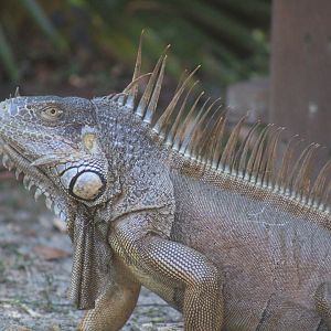 Green Iguana