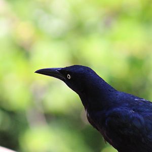 Great Tailed Grackle