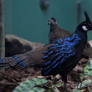 Palawan Peacock Pheasant/ Polyplectron napoleonis