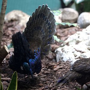 Palawan Peacock Pheasant/ Polyplectron napoleonis