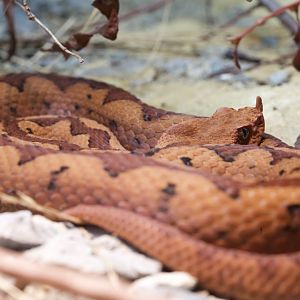 Long Nosed Viper/ Vipera ammodytes