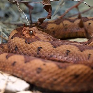 Long Nosed Viper/ Vipera ammodytes