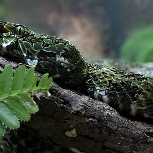 Mangshan Pit Viper/ Protobothrops mangshanensis